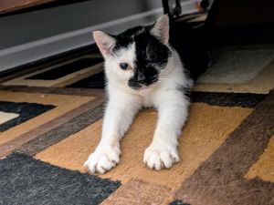Othello Domestic Short Hair Cat