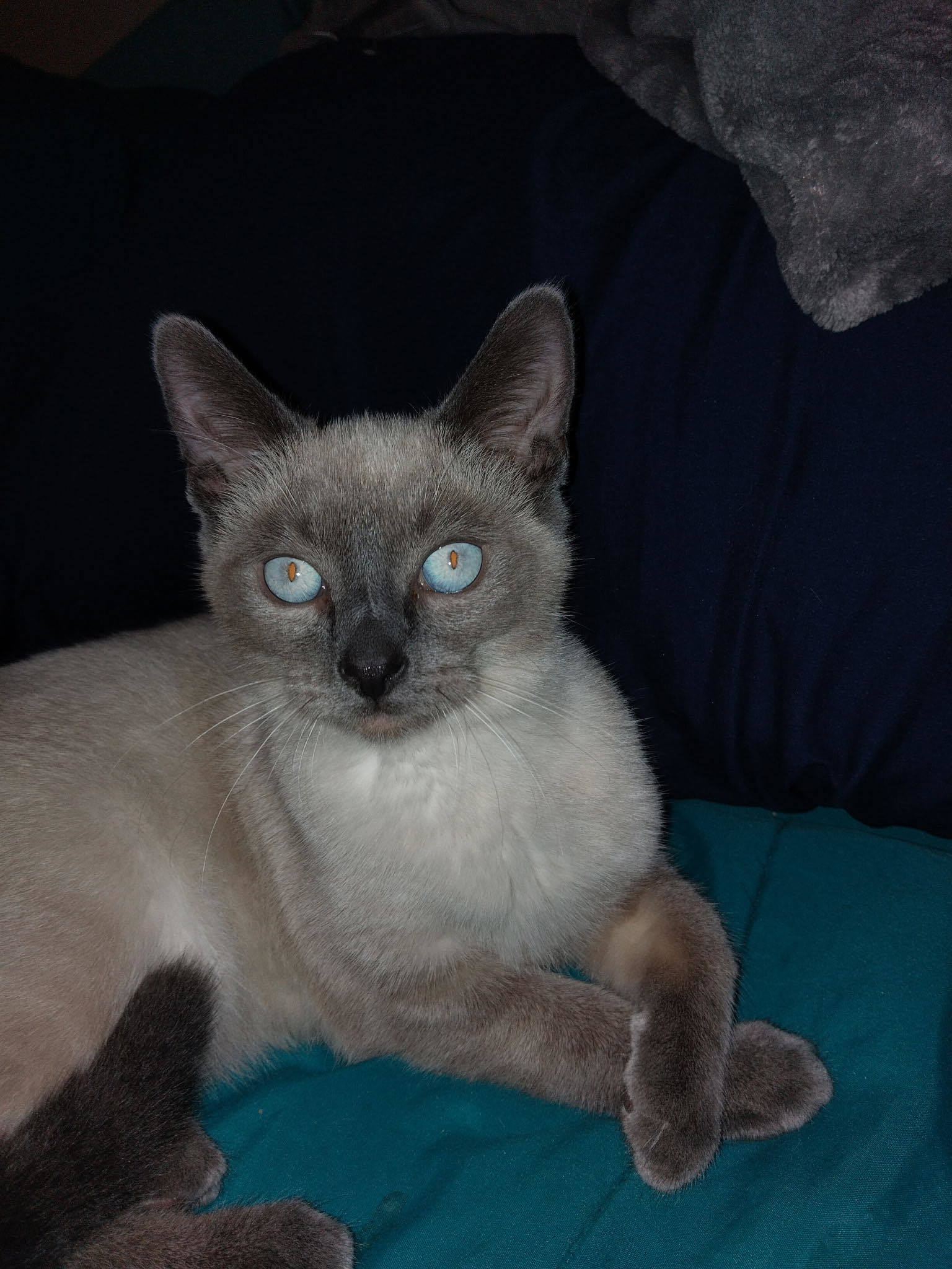 Tristan