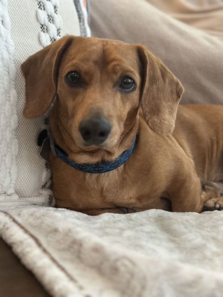 Brodie 2