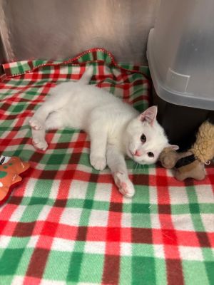 President Snow, Baby Male Domestic Short Hair