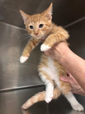 Carl Fredricksen, Baby Male Domestic Medium Hair