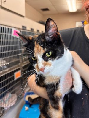 Mitzi Moo, Young Female Domestic Short Hair