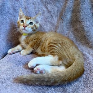Clam Domestic Short Hair Cat