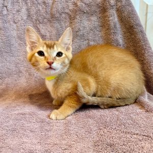 Oyster Domestic Short Hair Cat