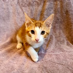 Scallop Domestic Short Hair Cat