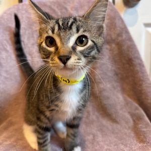 Mussel Domestic Short Hair Cat