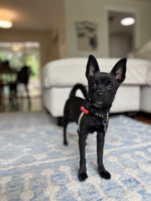 Minnow Chihuahua Dog