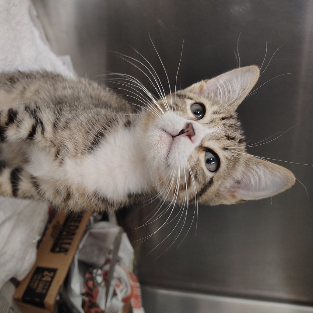 Gnarly, an adoptable Domestic Short Hair in Vieques, PR, 00765 | Photo Image 1