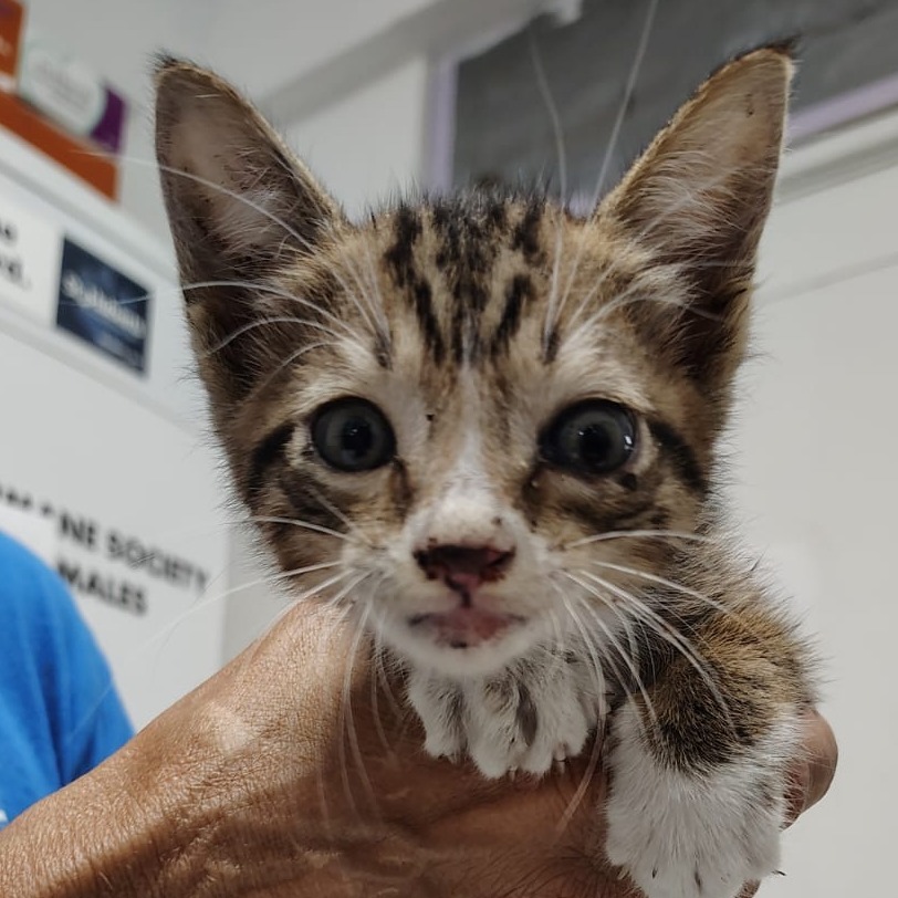 Gnarly, an adoptable Domestic Short Hair in Vieques, PR, 00765 | Photo Image 2