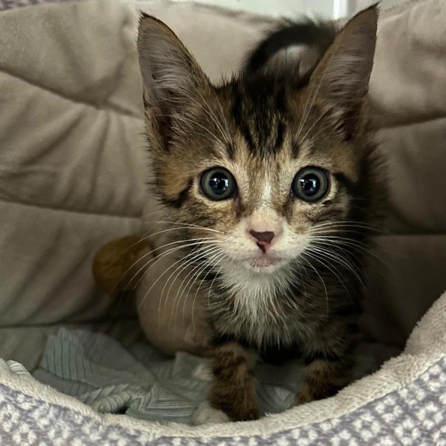 Gnarly, an adoptable Domestic Short Hair in Vieques, PR, 00765 | Photo Image 3