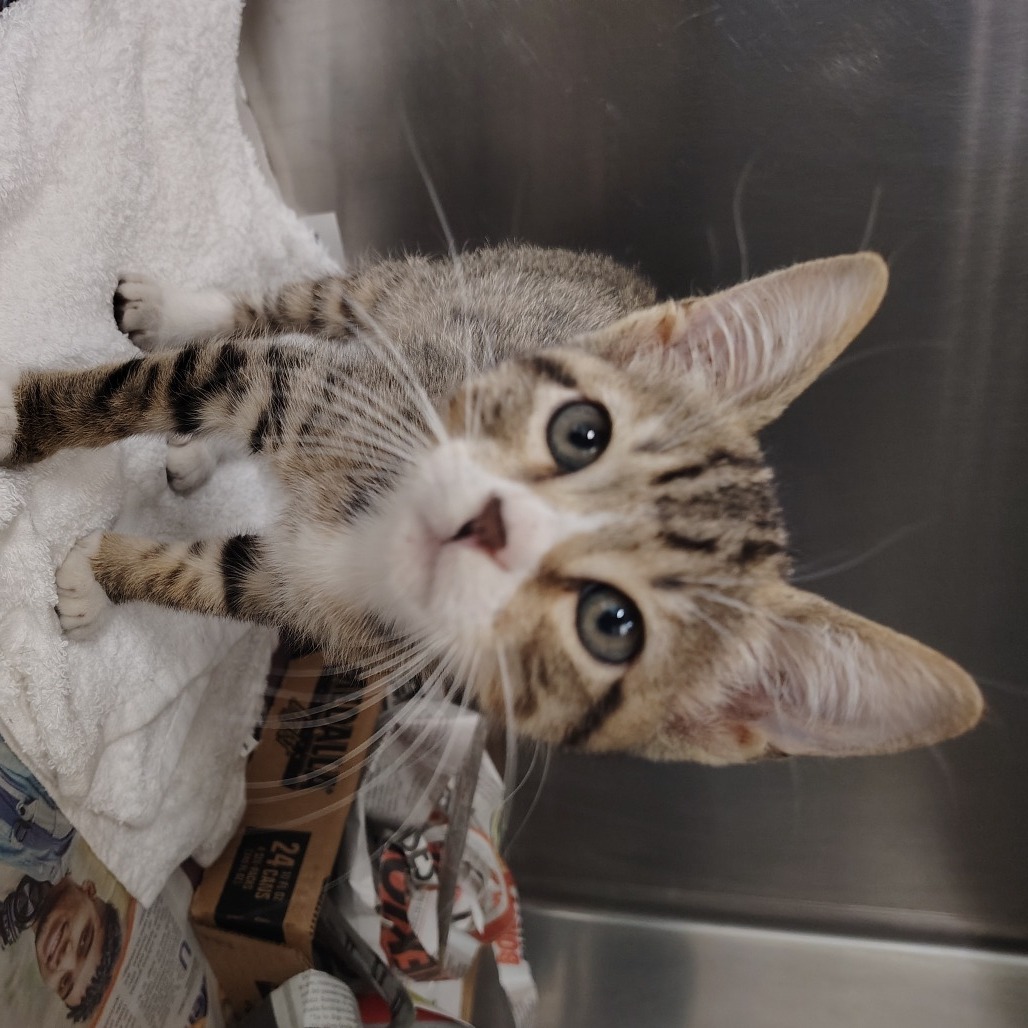 Gnarly, an adoptable Domestic Short Hair in Vieques, PR, 00765 | Photo Image 4