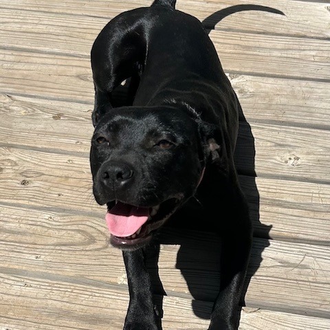Ebony