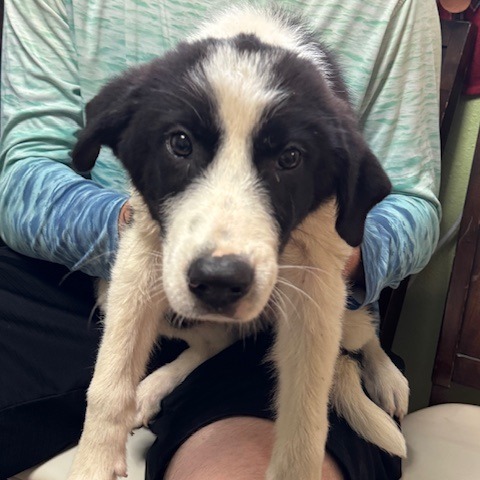 Charlie