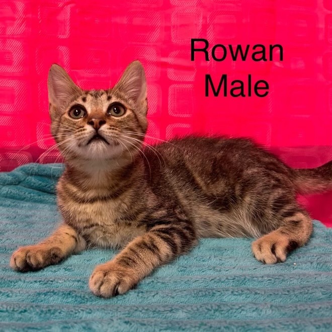 Rowan