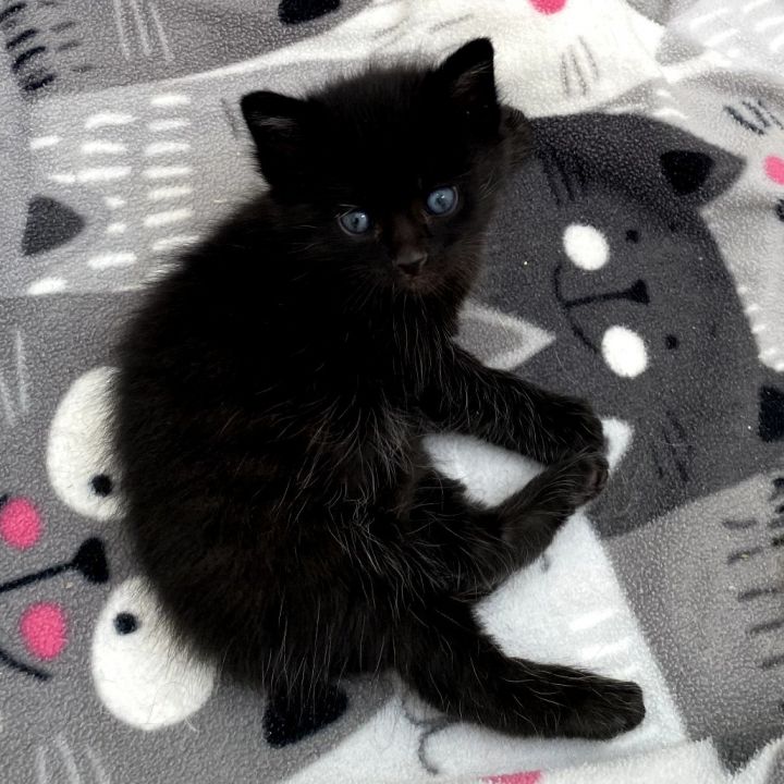 Georgie 1