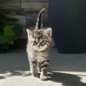 Rae, Baby Male Domestic Short Hair