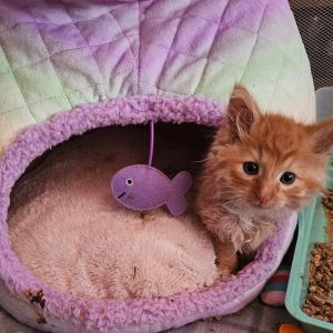 Teddy, Baby Male Domestic Medium Hair
