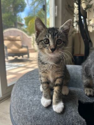 Blue 4720, Baby Female Domestic Short Hair