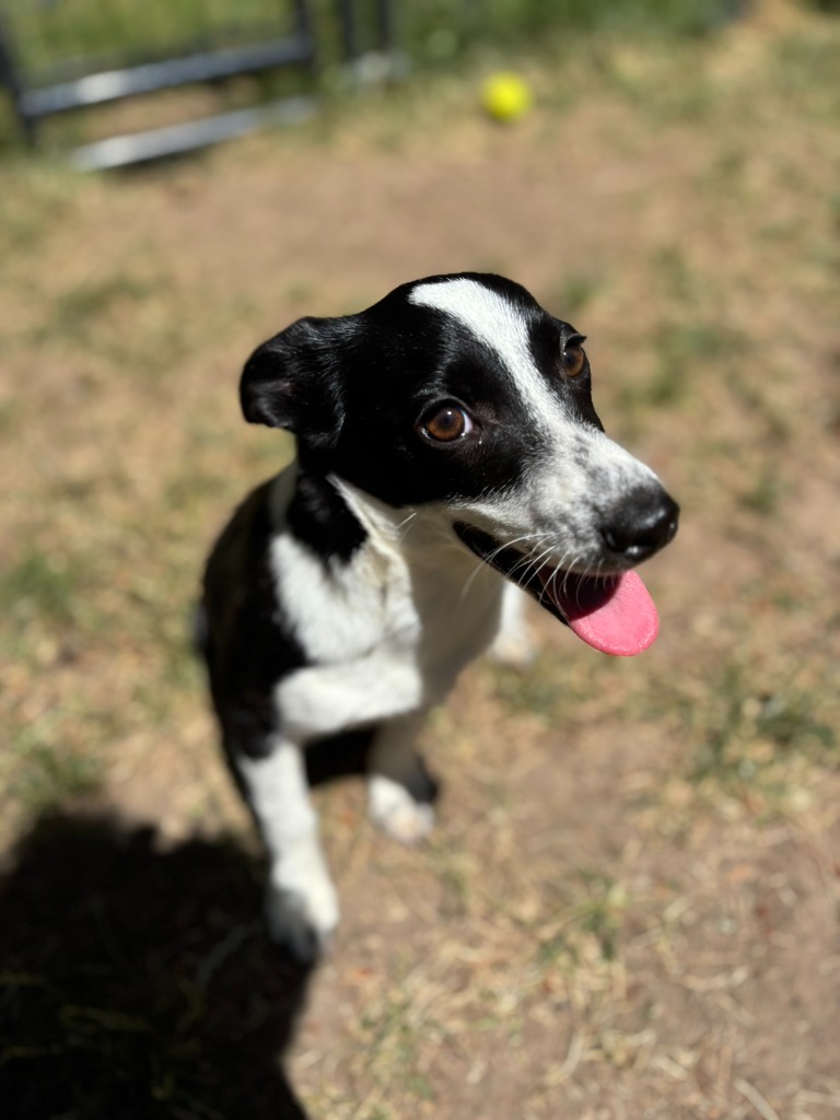 Pella
