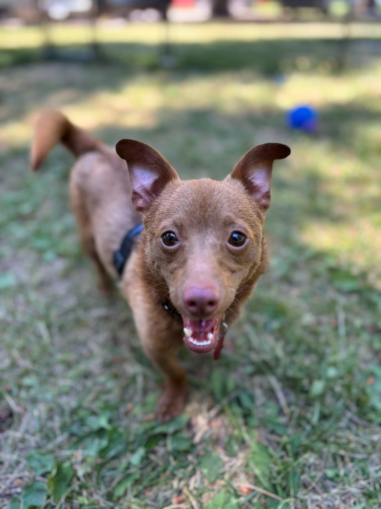 Rolo
