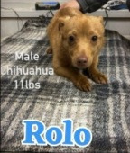 Rolo