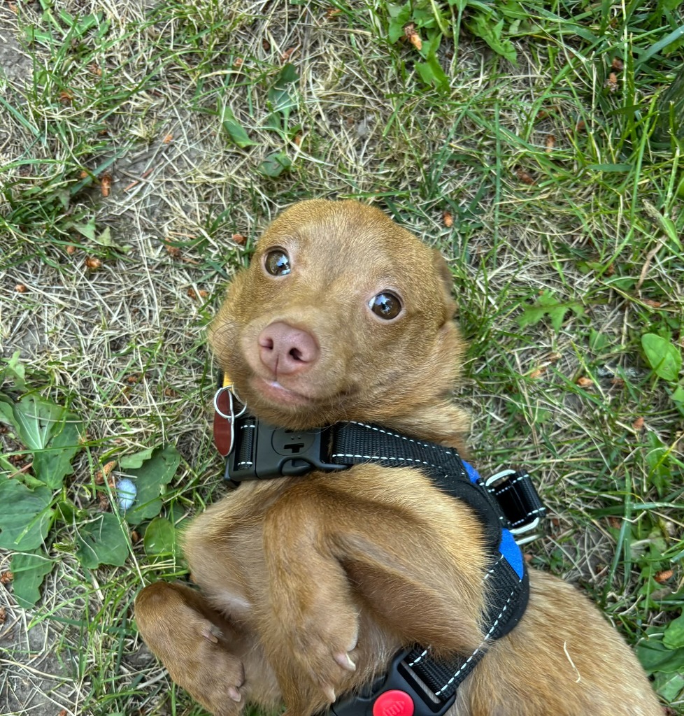 Rolo