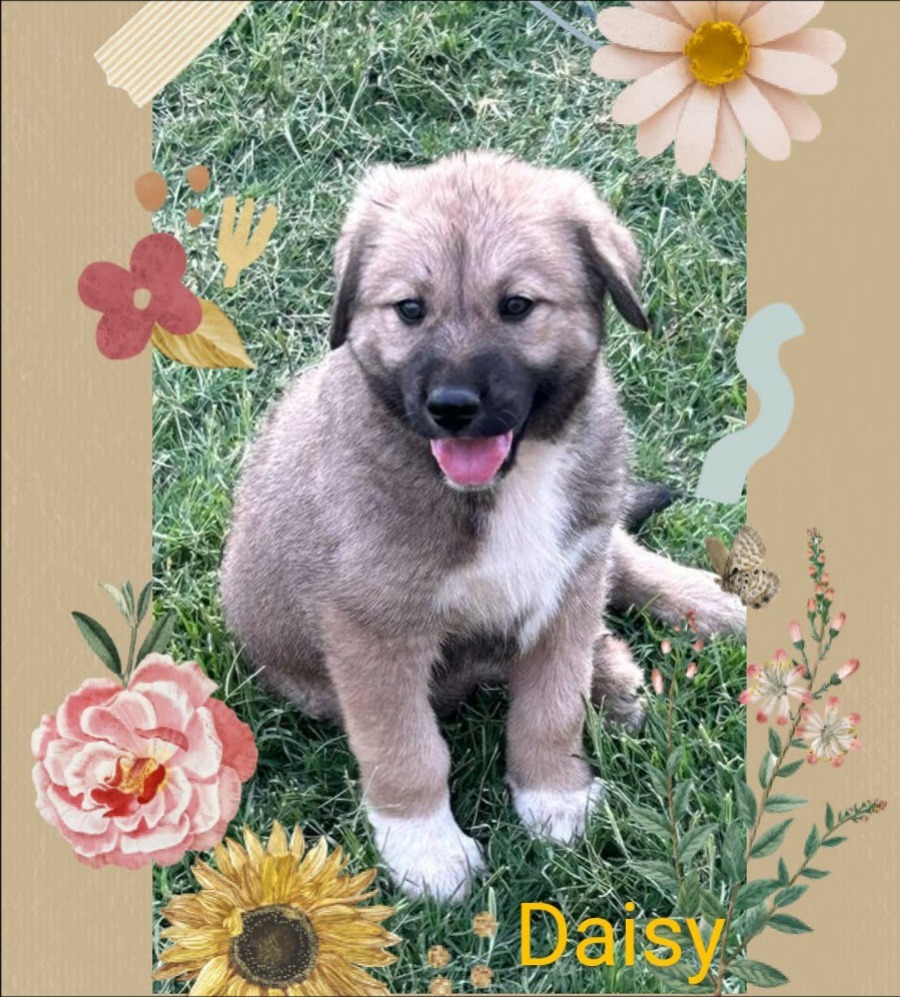 Darcy