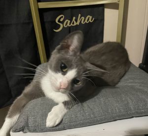 LOVES CUDDLES AND KISSES DOB 111124 Hey there everyone Im Sasha and Im a friendly affectiona