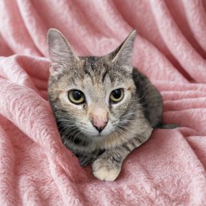 Lady Liberty, Young Female Domestic Short Hair