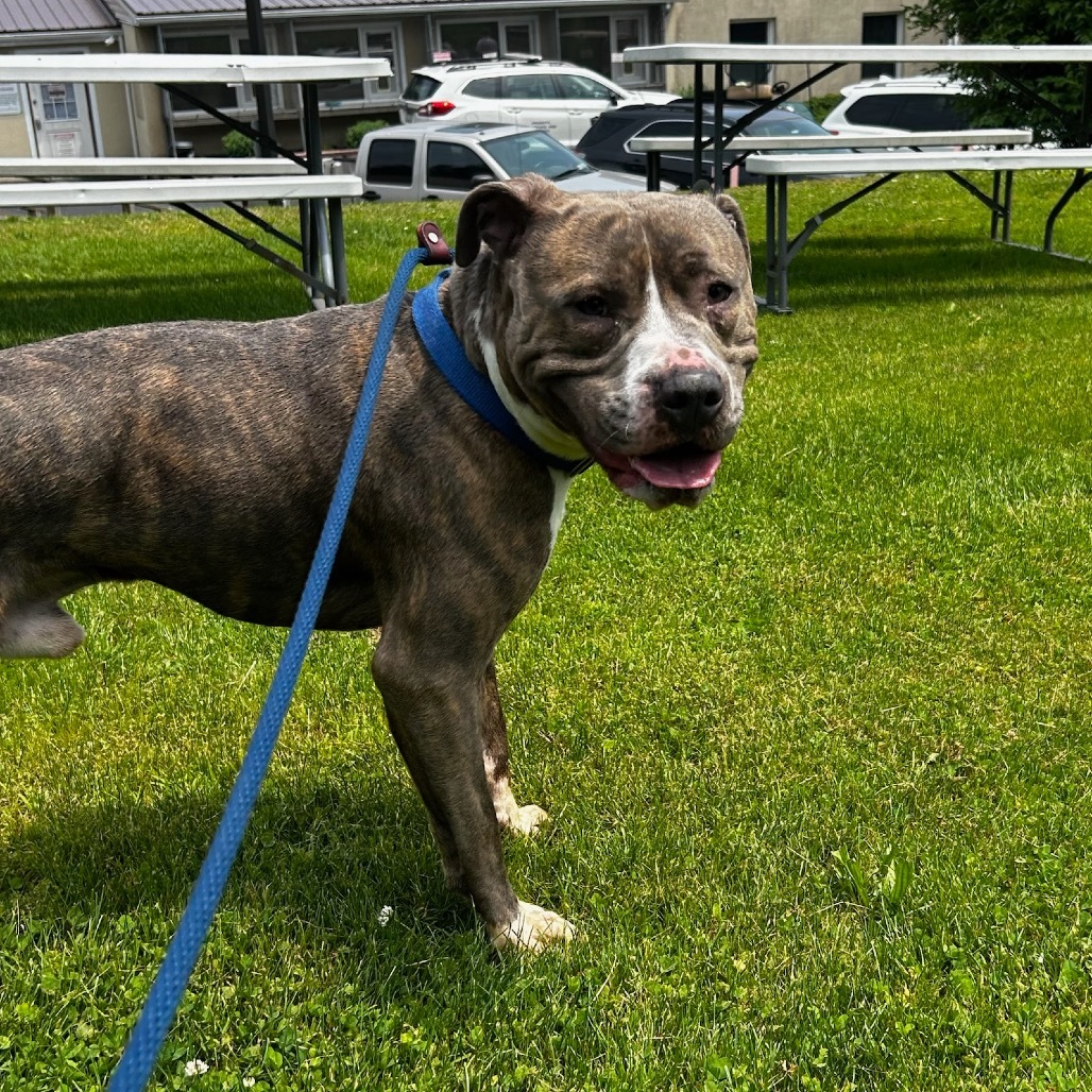 Bleu