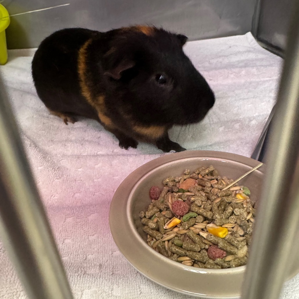 Boomba - IN FOSTER
