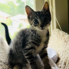 Cora - AT PETCO