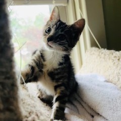 Cora - AT PETCO