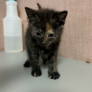 Olivia OKC, Baby Female Domestic Short Hair