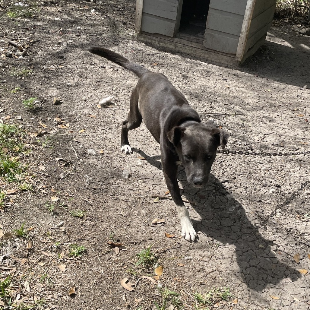 Benji