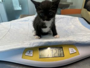 VESPA, Baby Female Domestic Short Hair
