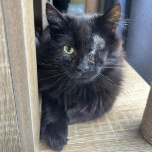 Squishy, Young Female Domestic Medium Hair