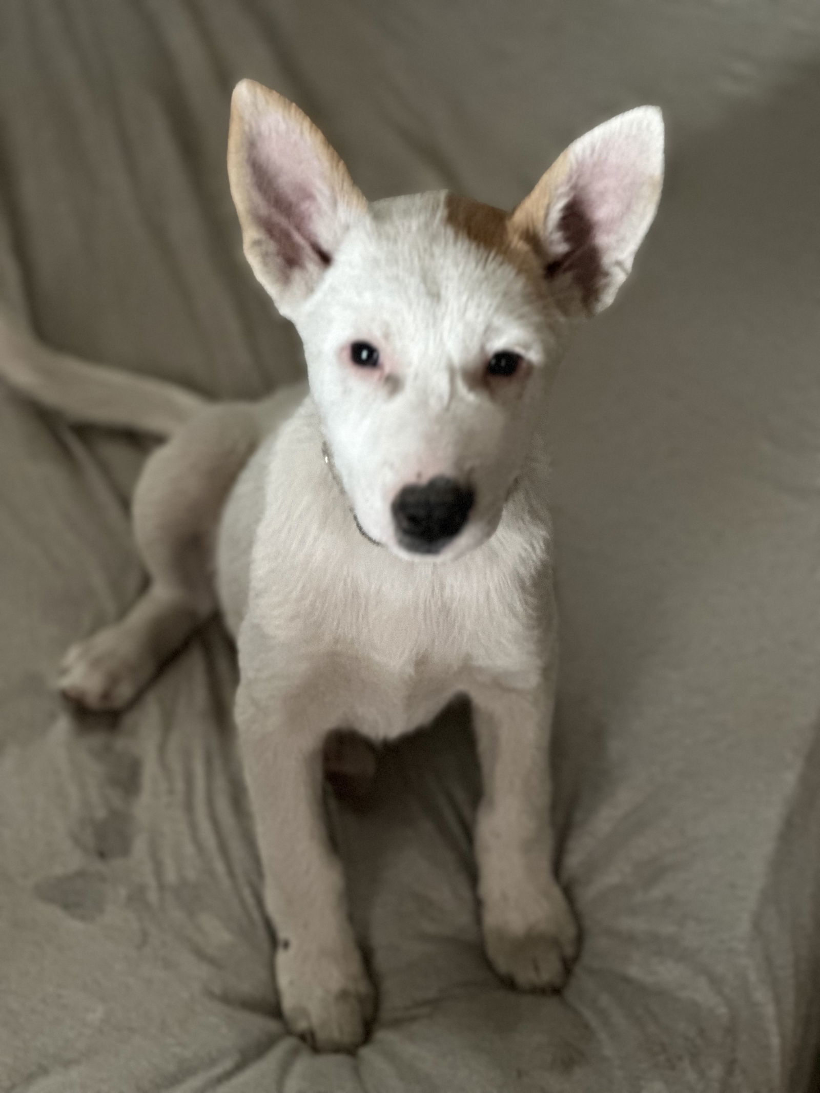 Feta, an adoptable Australian Cattle Dog / Blue Heeler in Polson, MT, 59860 | Photo Image 1