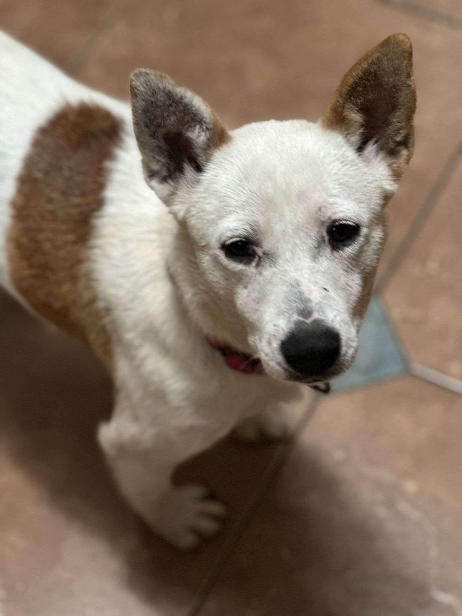 Mama Mia, an adoptable Australian Cattle Dog / Blue Heeler in Polson, MT, 59860 | Photo Image 1