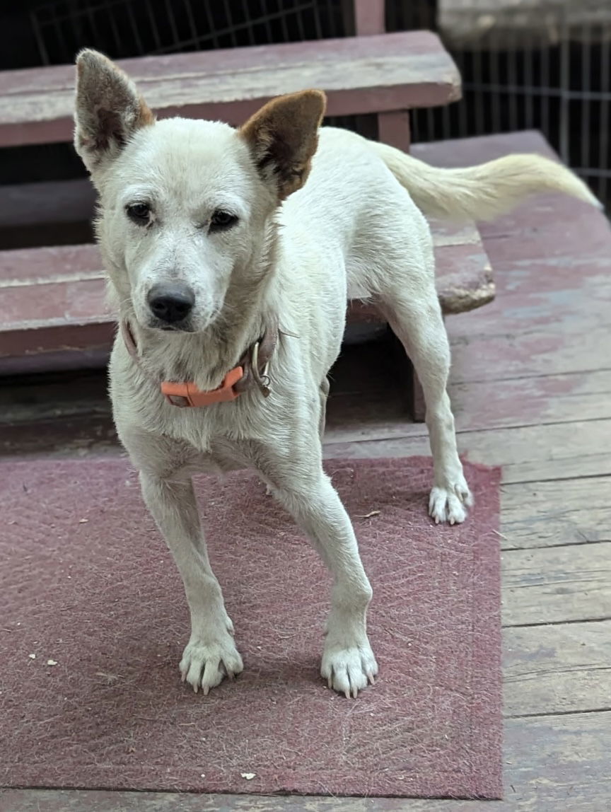 Mama Mia, an adoptable Australian Cattle Dog / Blue Heeler in Polson, MT, 59860 | Photo Image 2