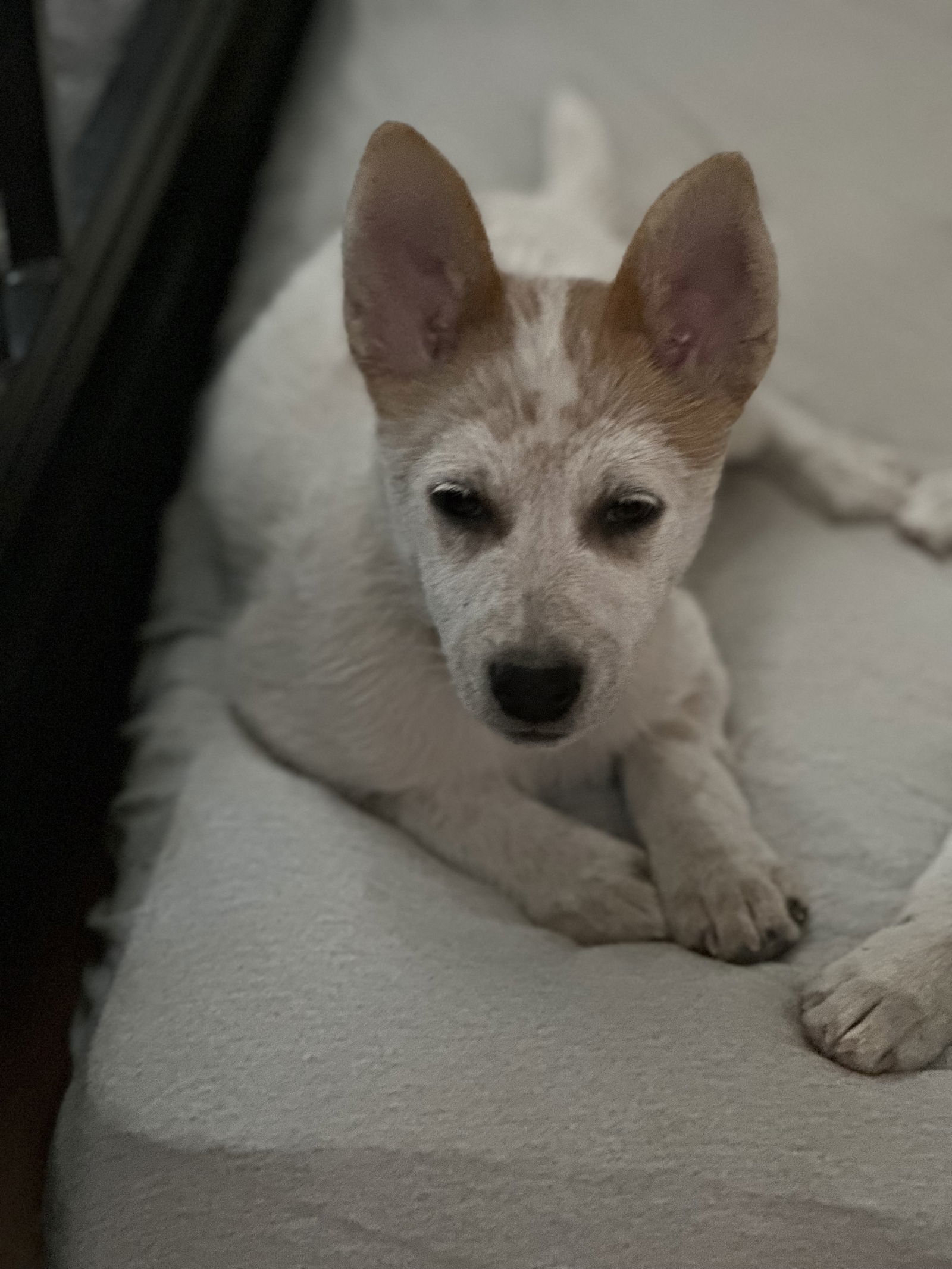 Gyro, an adoptable Australian Cattle Dog / Blue Heeler in Polson, MT, 59860 | Photo Image 1