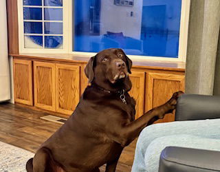 Gunner, an adoptable Chocolate Labrador Retriever in Polson, MT, 59860 | Photo Image 1