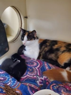 Fontina Domestic Short Hair Cat