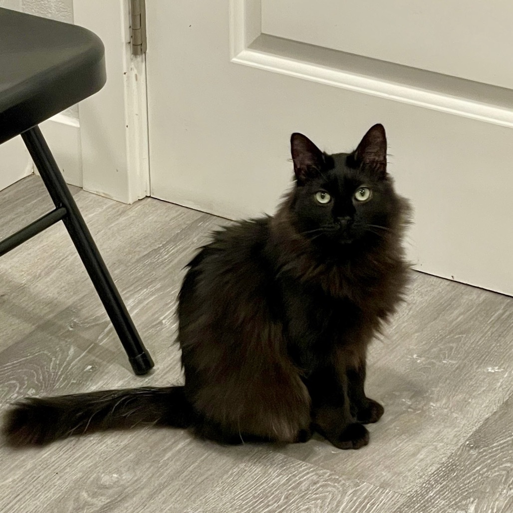 Sasha, an adoptable Domestic Long Hair in Talent, OR, 97540 | Photo Image 1