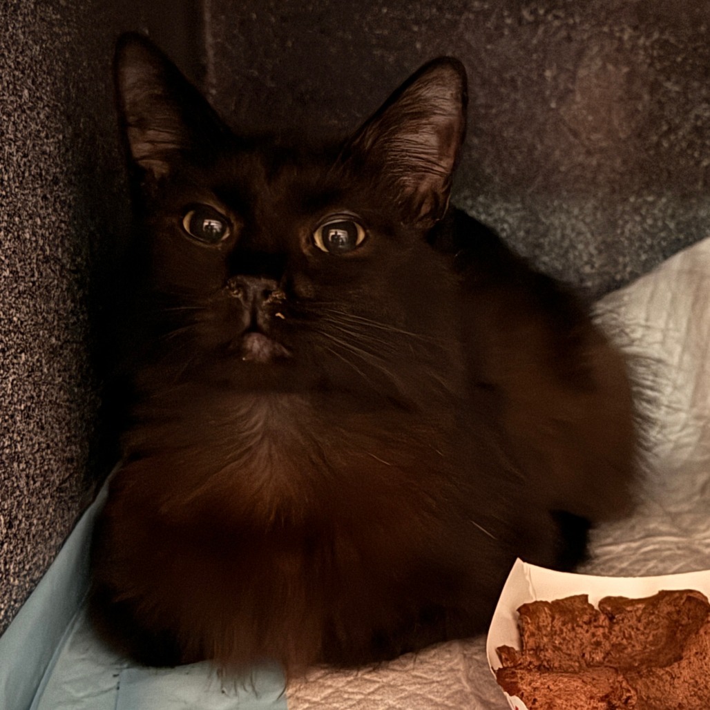 Sasha, an adoptable Domestic Long Hair in Talent, OR, 97540 | Photo Image 1