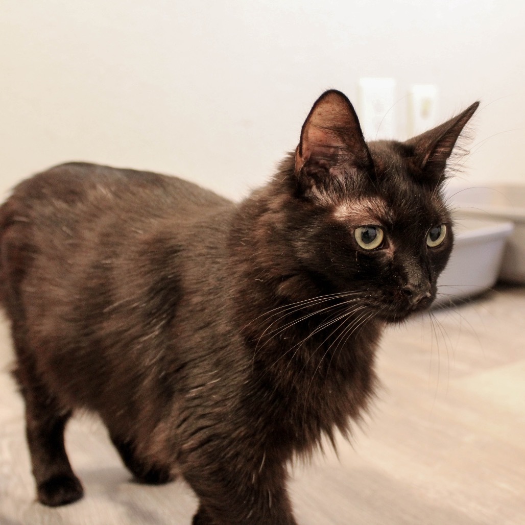 Sasha, an adoptable Domestic Long Hair in Talent, OR, 97540 | Photo Image 3
