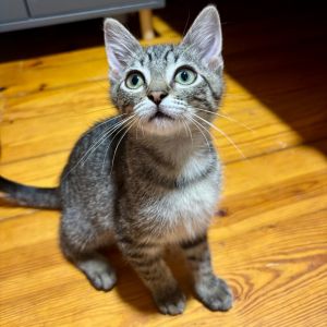 Thumper 2129, Baby Male Domestic Short Hair
