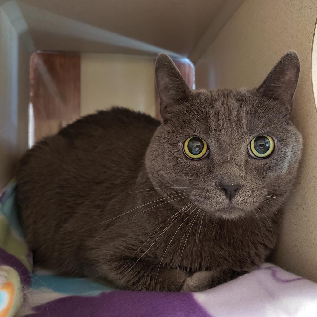 Shadow, an adoptable Domestic Short Hair in Reno, NV, 89502 | Photo Image 1