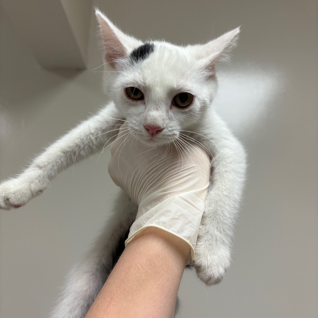 Piglet, an adoptable Domestic Short Hair in Reno, NV, 89502 | Photo Image 1