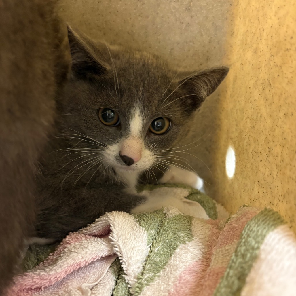 Harriet, an adoptable Domestic Short Hair in Reno, NV, 89502 | Photo Image 1